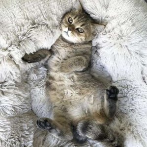 Purlov Włochate legowisko szare (22759) 9