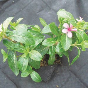 Greenmill GREENMILL AGROWŁÓKNINA 1,6 x10m  50g/m2  ANTYCHWASTOWA CZARNA 2