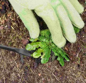 Greenmill GREENMILL CHWASTOWNIK STALOWY Z PODPORKĄ, UCHWYT DREWNIANY 3