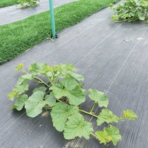 Greenmill Agrotkanina  czarna , 1 x 5  m 100 g/m2 GR1016 2