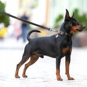 Collar WAU DOG SMYCZ WATERPROOF 2,0/305cm PVC    CZARNA 2