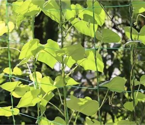 Gardlov Siatka - podpora do roślin 2x20m Gardlov 23980 11