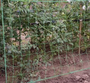 Gardlov Siatka - podpora do roślin 2x20m Gardlov 23980 8