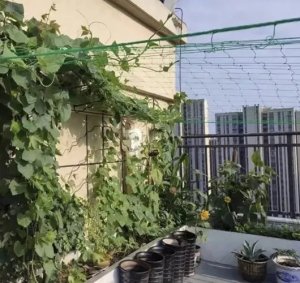 Gardlov Siatka - podpora do roślin 2x20m Gardlov 23980 10