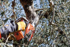 Piła łańcuchowa Oleo-Mac OLEO-MAC GST 250 PROFI PROFESJONALNA PIŁA PILARKA PRZECINARKA SPALINOWA ŁANCUCHOWA OKRZESYWARKA GAŁĘZIÓWKA DO DREWNA KLASA PREMIUM 50299001E2 EWIMAX-OFICJALNY DYSTRYBUTOR - AUTORYZOWANY DEALER OLEO-MAC 11