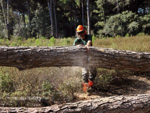 Piła łańcuchowa Oleo-Mac OLEO-MAC GST 250 PROFI PROFESJONALNA PIŁA PILARKA PRZECINARKA SPALINOWA ŁANCUCHOWA OKRZESYWARKA GAŁĘZIÓWKA DO DREWNA KLASA PREMIUM 50299001E2 EWIMAX-OFICJALNY DYSTRYBUTOR - AUTORYZOWANY DEALER OLEO-MAC 16