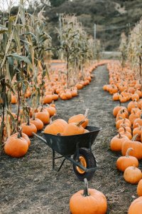 Blow Koło 26cm do taczki wózka 260x85 3.00/4 ŻÓŁTE 6