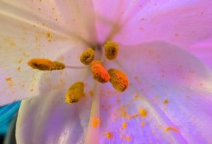 Smartfon Pixel 9 Pro XL 5G 16/512GB Czarny  (GA05986-GB) 9