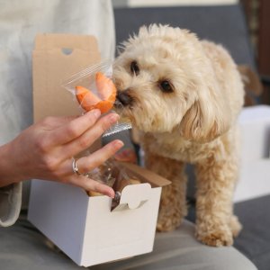 MagiaCiast Chińskie Ciasteczka z wróżbą Dziękuję dla gości Ciasteczka Szczęścia 100szt 10