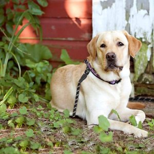 Springos Smycz sznurowa, treningowa dla psa do 50kg z rączką, dł. 5 m czarno- biała UNIWERSALNY 6