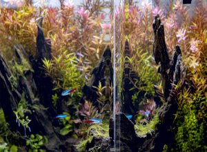 Triton AQUAEL Zestaw Aquael Opti Bent Set Day & Night [20l] - czarny 12