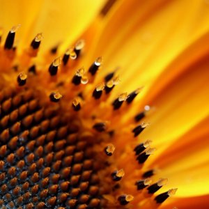 ELROEL_Golden Hour Mask maska do twarzy Sunflower 25g 3