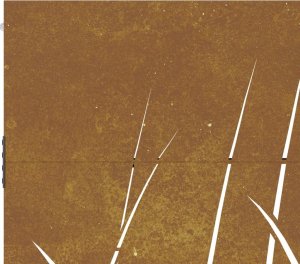 vidaXL vidaXL Furtka ogrodowa, 85x150 cm, stal kortenowska, motyw trawy 8