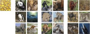 Ebury Publishing Ambassador Memo Animal Families 2