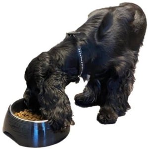 Bestron Paw Love Melamine bowl with steel bowl 700ml Black 1
