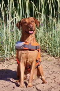 Caniwild Life Jacket L <20 kg 3