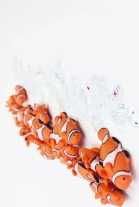 Moneks Petit Boum, Butelka dźwiękowa - RYBA 5