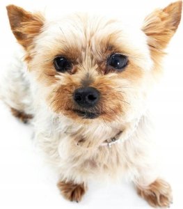 Mason Cash Underlägg Pawtrait 2