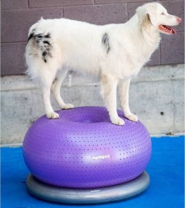 FitPAWS FitPAWS Piłka do balansowania dla zwierząt TRAX Donut 55 cm, fioletowa 6