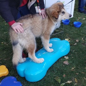 FitPAWS FitPAWS Platforma równoważna dla zwierząt Giant K9FITbone, PVC, aqua 2