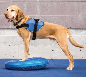 FitPAWS FitPAWS Dysk równoważny dla zwierząt, 36 cm, niebieski 1