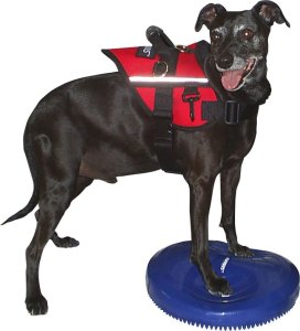 FitPAWS Dysk równoważny dla zwierząt, 36 cm, niebieski 4