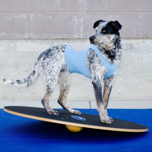 FitPAWS FitPAWS Deska równoważna, 50 cm, czarna 4