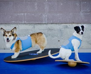 FitPAWS FitPAWS Deska równoważna, 50 cm, czarna 5