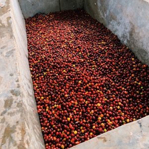 Kawa ziarnista Hard Beans Coffee Kawa Opolanka - Peru 65% Brazylia 35% - 1 kg ziarnista 3