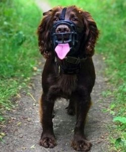 Baskerville Baskerville Kaganiec Ultra-6 czarny 6