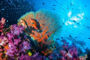 ALPHANOVA SUN Bio Krem Przeciwsłoneczny SPF50+ 50 g 4