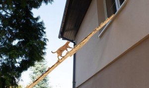 QLS DRABINKA DREWNIANA SCHODY DLA KOTA 5M + HAKI 2