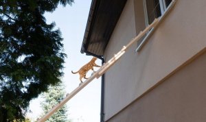 QLS DRABINKA SCHODY DLA KOTA WYCHODZĄCEGO DREWNO 6M 3