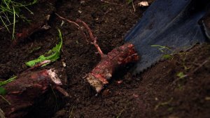 MediaShop Hammersmith Rayzer Shovel szpadel, szpadel z ostrą krawędzią, ząbkowane boki, 114cm 7