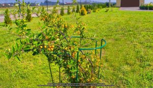 Lumarko Podpora Kwiatowa M 60x20 ELGarden, Stojak Komplet 3szt 3