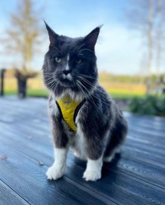 All For Dogs ALL FOR CATS SZELKI SPORTOWE XS ŻÓŁTE 6