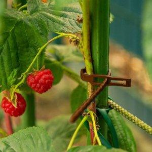 MBG - PIOTR KIŹLIŃSKI OPASKA DO MOCOWANIA ROŚLIN ROZPINANA 5,4x170 BRĄZOWA /50szt. 2