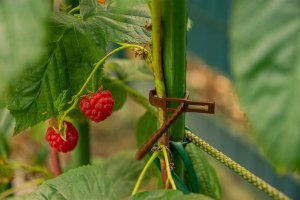 MBG - PIOTR KIŹLIŃSKI OPASKA DO MOCOWANIA ROŚLIN ROZPINANA 5,4x170 BRĄZOWA /50szt. 5