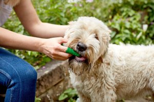 Dr Best VETS BEST SZCZOTECZKI NAPALCOWE 5 szt 3