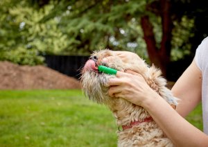 Dr Best VETS BEST SZCZOTECZKI NAPALCOWE 5 szt 6