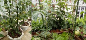 Kinzo PODPORA DO ROŚLIN 6SZT 50-80cm KINZO 4