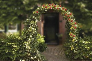 Kinzo PREGOLA NA RÓŻE KINZO 3