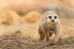 Obiektyw Tamron Tamron 50-400mm F/4,5-6,3 Di III VC VXD for Nikon Z 5