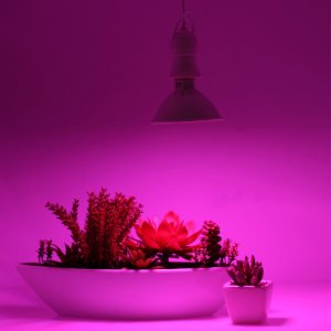 Heckermann Żarówka LED plant Heckermann 200LED 18WLED - 20W 4