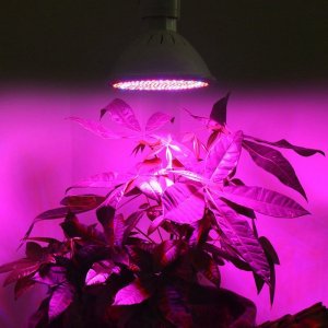 Heckermann Żarówka LED plant Heckermann 200LED 18WLED - 20W 5