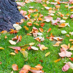 Viano VIANO TURFPROF AUTUMN RC 5-5-20 (+3) 25KG 4