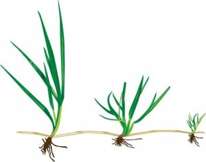 Barenbrug Trawa BARENBRUG RPR Lawn 5 kg 3