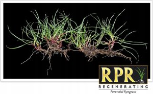 Barenbrug Trawa BARENBRUG RPR Lawn 5 kg 5