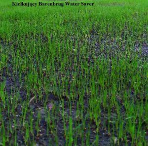 Barenbrug Mieszanka traw BARENBRUG Watersaver 15 kg 11