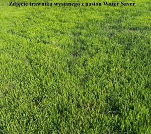 Barenbrug Mieszanka traw BARENBRUG Watersaver 15 kg 12